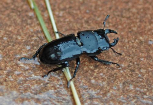 Réf. 325 093 : Dorcus parallelipipedus